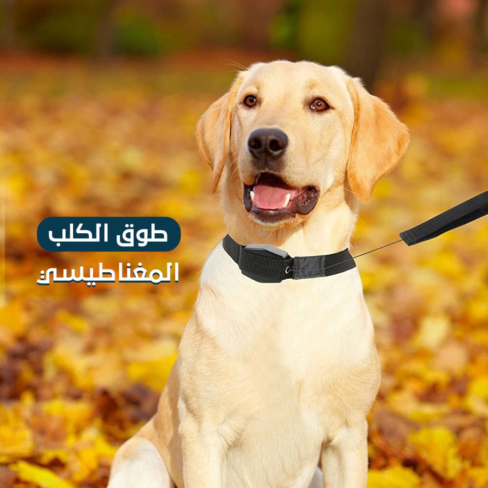طوق الكلب المغناطيسي - الصورة 5
